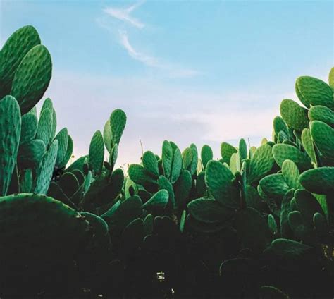 Are You One of the 3% Who Can Spot the Hidden Cat Among the Cacti in ...