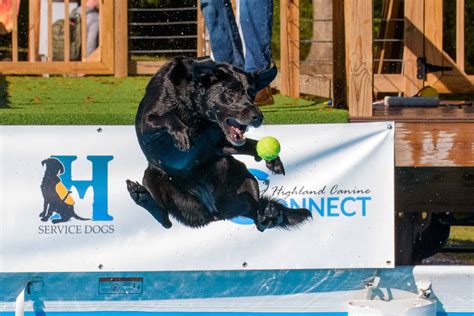 Image result for Dog Diving Platform