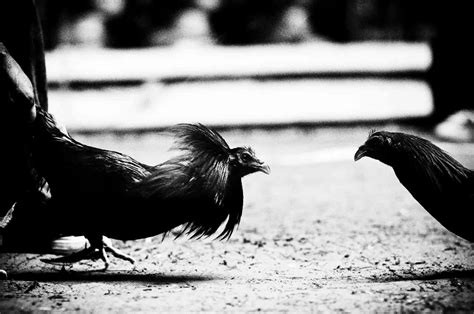 Pitmaster Sabong Tips 的图像结果