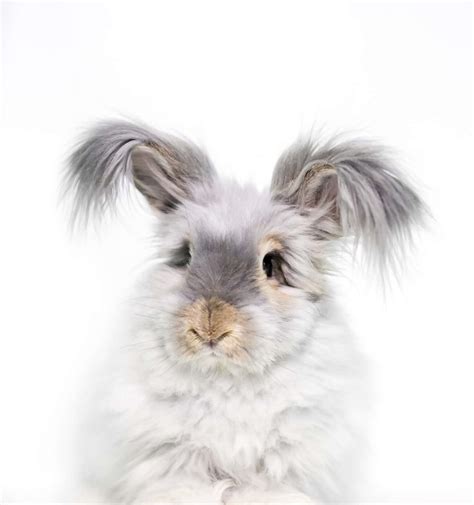 English Angora Rabbit Animal Facts - Oryctolagus cuniculus domesticus ...