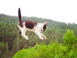 Explanation of the poem "Macavity: The Mystery Cat" by T. S. Eliot ...