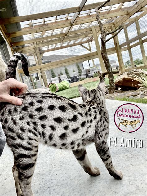 F4 Savannah Cats - iwannasavannah.com