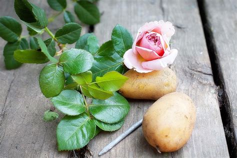 Image result for How to Propagate Roses Using Potatoes