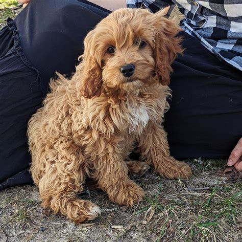 Image result for Adult Cockapoo Puppies