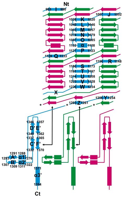 Structure of the Receptor-Binding Carboxy-Terminal Domain of the ...