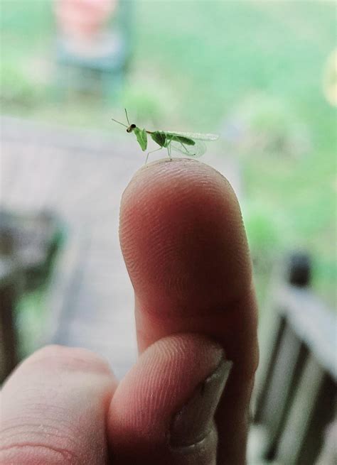 Baby Praying Mantis : r/pics