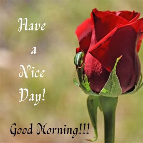 Good Morning Have a Nice Day Images with Flowers: A Fresh Start to Your Day