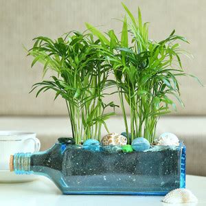 Floweraura Chamaedorea Plant Price in India - Buy Floweraura ...