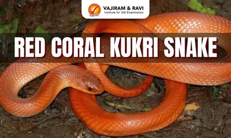 Red Coral Kukri Snake, Distribution, Conservation Status, Latest News