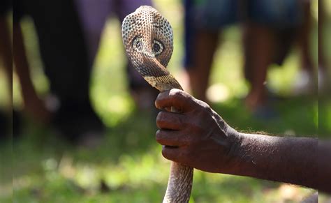 छत्तीसगढ़ में सांप के काटने से युवक की मौत, ग्रामीणों ने सांप को चिता ...