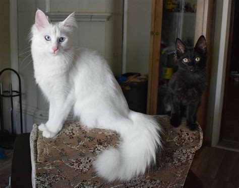 I'm pretty happy with this picture considering the challenge was to ...