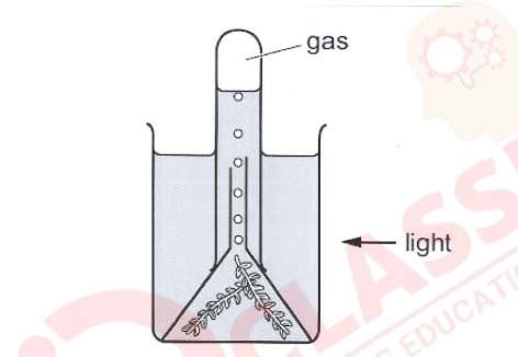 Class10 ICSE Biology Specimen 2024