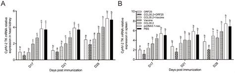 The Combination of Molecular Adjuvant CCL35.2 and DNA Vaccine ...