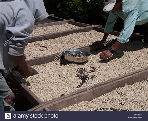 Image result for Hand Sorting Method