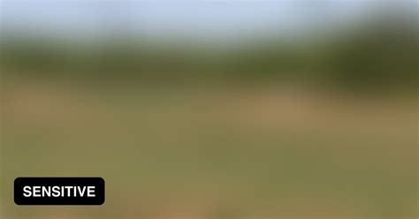 Image result for Exploding Hog