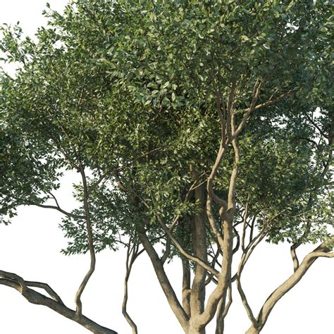 Quercus Agrifolia_coast Live Oak - 3D Model for Corona