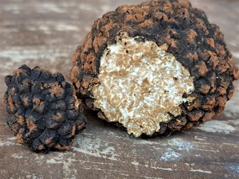 Uncovering the world of truffles in the Algarve - The Portugal News