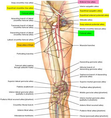 Deep Femoral Artery Supplies What Muscles at Sebastian Williams blog