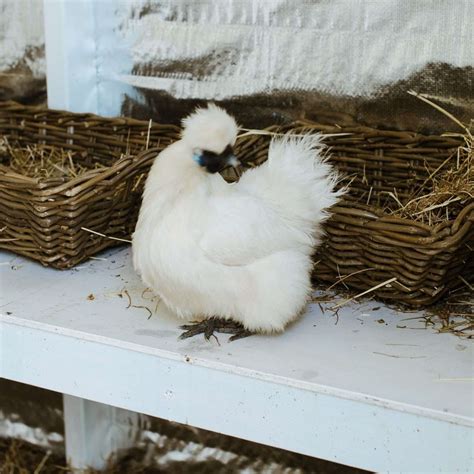 Fluffy Chicken Breeds: A Casual Guide to the Coziest Hens