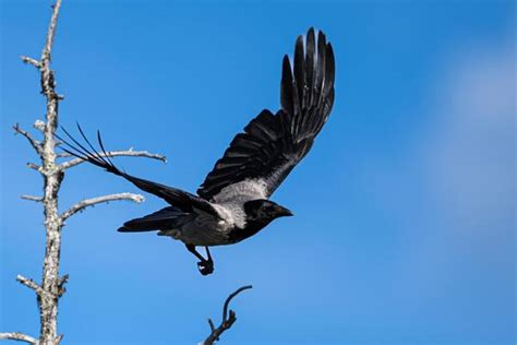 Image result for Crow Fly