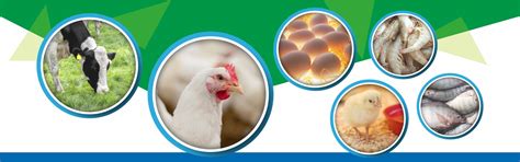 Products & Services | Provimi