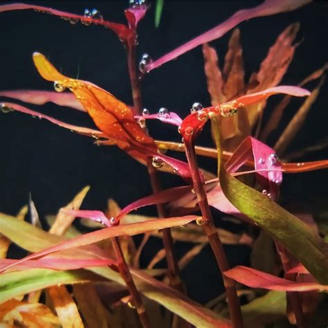 Polygonum sp. "Pink" TC – Best4Pets