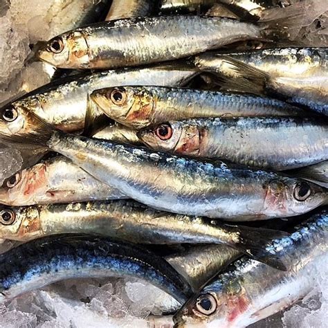 Fresh Wild-Caught Sardines from Portugal