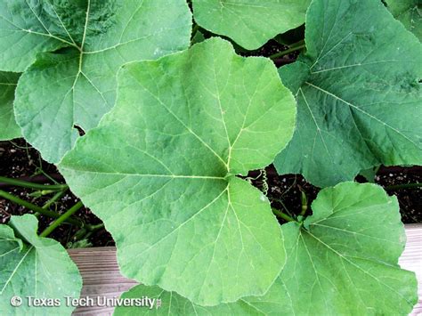 Butternut Squash Leaves