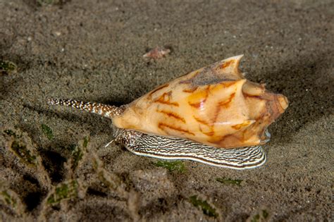 11 Types of Shellfish to Know