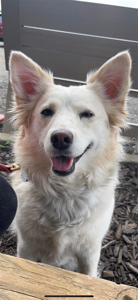 (Updated) Embark Vs Wisdom Panel : r/DoggyDNA