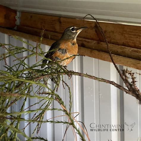 What To Do in a Wildlife Emergency - Chintimini Wildlife Center