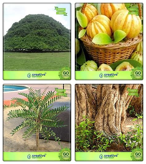 Creative Farmer Combo Tree Seeds Elephant-Ear Tree,Malabar Tamarind ...