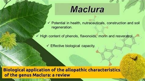 Biological Application of the Allopathic Characteristics of the Genus ...