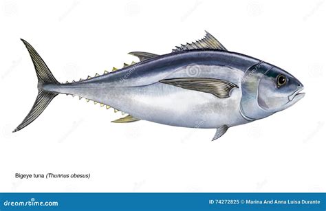 Bigeye Tuna Thunnus Obesus Swimming Down Retro Black And White Cartoon ...
