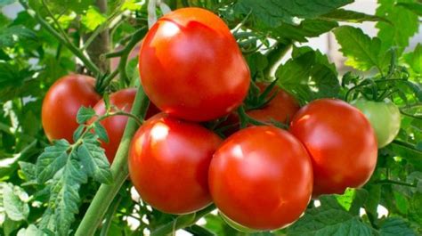 பளிச் பத்து 07: தக்காளி | tomato - hindutamil.in