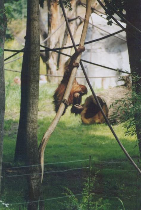 ZooLex Image - Climbing ropes