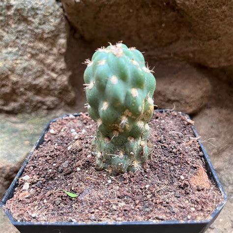 Cleistocactus fieldianus subsp. tessellatus Cactus Plant