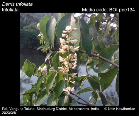 Derris trifoliata | Butterfly