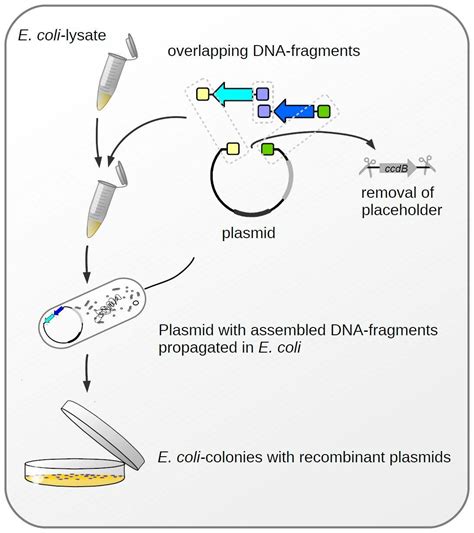 Cloning Method 的图像结果