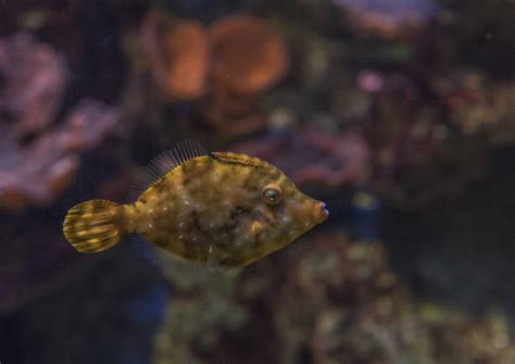 Poisson Tropical Stock Photos, Pictures & Royalty-Free Images - iStock