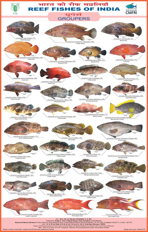 Reef Fishes of India: Groupers - CMFRI Digital Repository