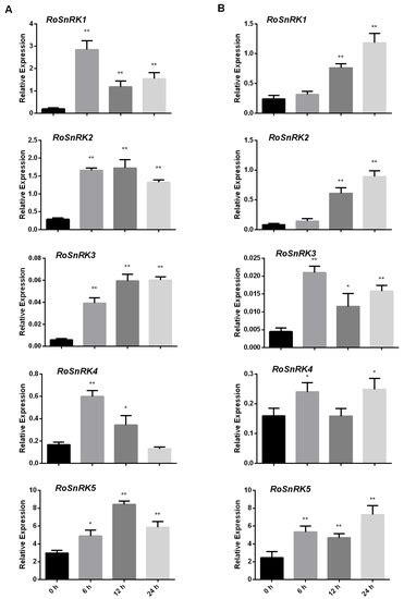 Comprehensive Genomic Analysis of SnRK in Rosaceae and Expression ...