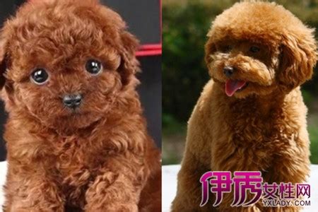 最全面的泰迪犬训练方法-百度经验