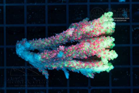 Acropora microclados Strawberry Shortcake (Filter)-SPS1_251031_023