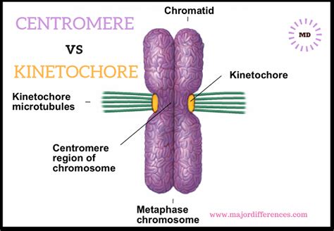 6 Differences between Centromere and Kinetochore