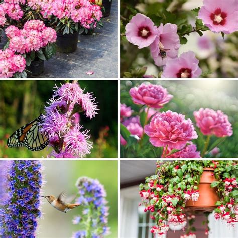 30 Flowers That Attract Hummingbirds to Your Garden