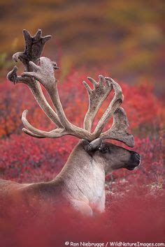 Image result for NPCA Learning Lab