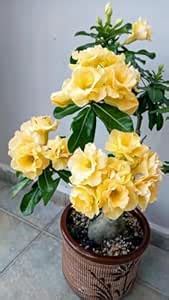 GreenWorld Special Yellow colour Adenium/Desert Rose Healthy Bonsai ...