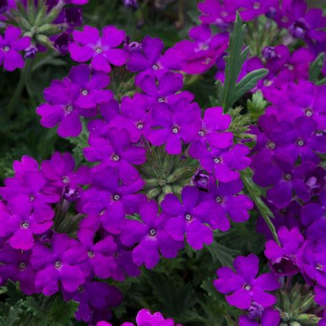 Verbena Enchantment Purple (Trailing) | 5 Large Plug Plants