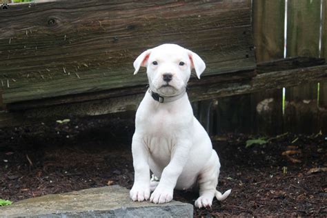 Riley - Dogo Argentino Puppy For Sale in Pennsylvania